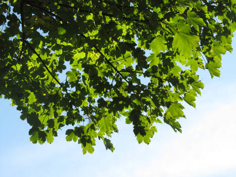 Sunlit Leaves