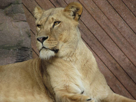 Lioness