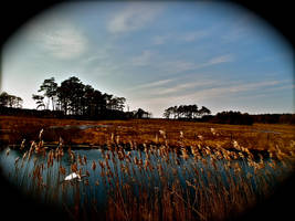 A marsh, an Egret