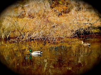 A Mallards reflection,within His marsh.