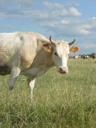 cow in Ukraine