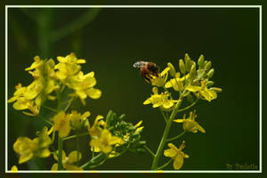 This Bee Likes Mustard