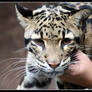 Clouded Leopard