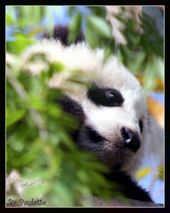 Baby Zhen Zhen Up A Tree