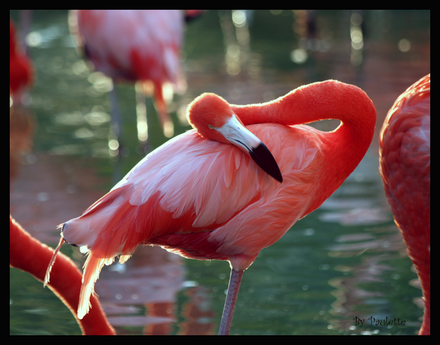 Smoochie Flamingo