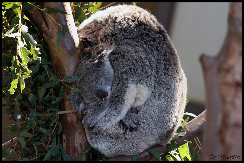 Cuddley Koala