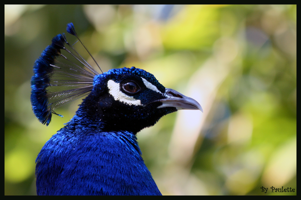 Peacock Face