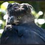 Harpy Eagle