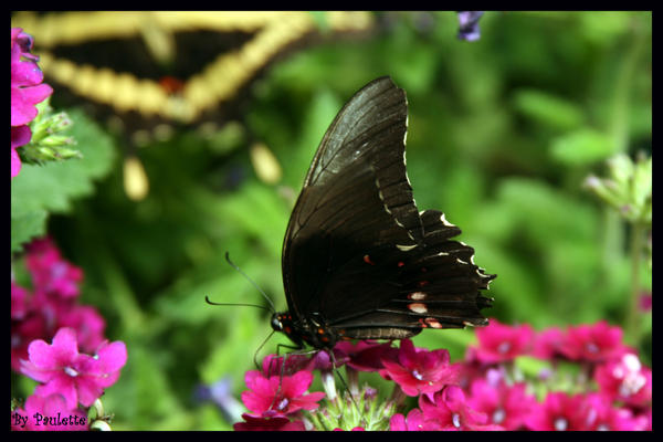 Black and Red Butterfly