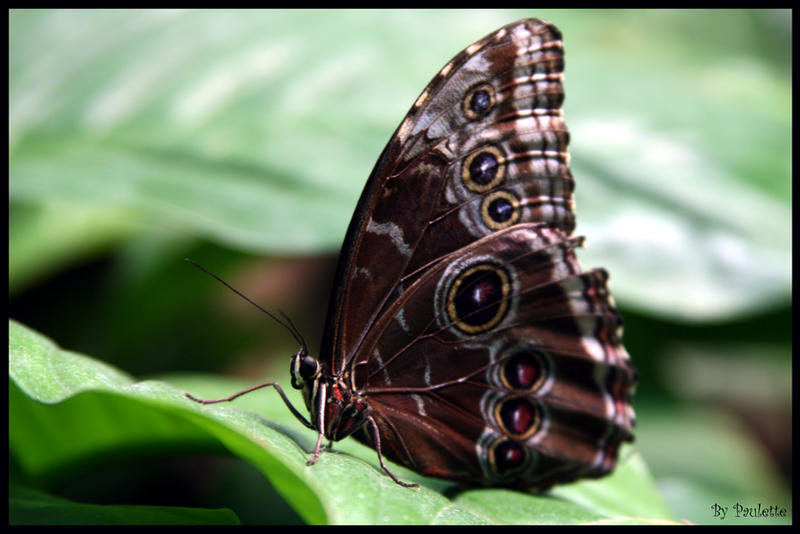 Common Blue Morpho Underside