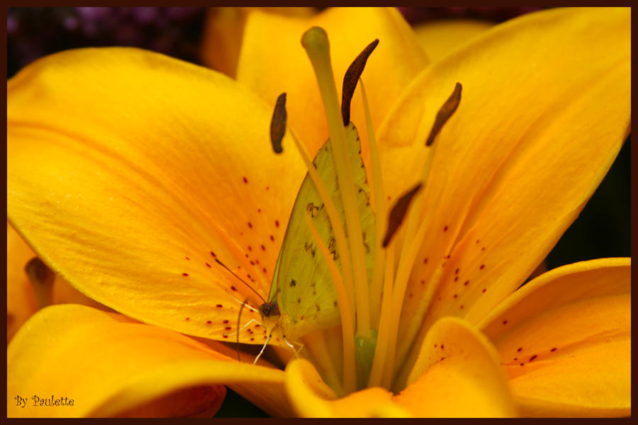 Clouded Yellow Buttlerfly