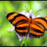 Orange Striped Butterfly