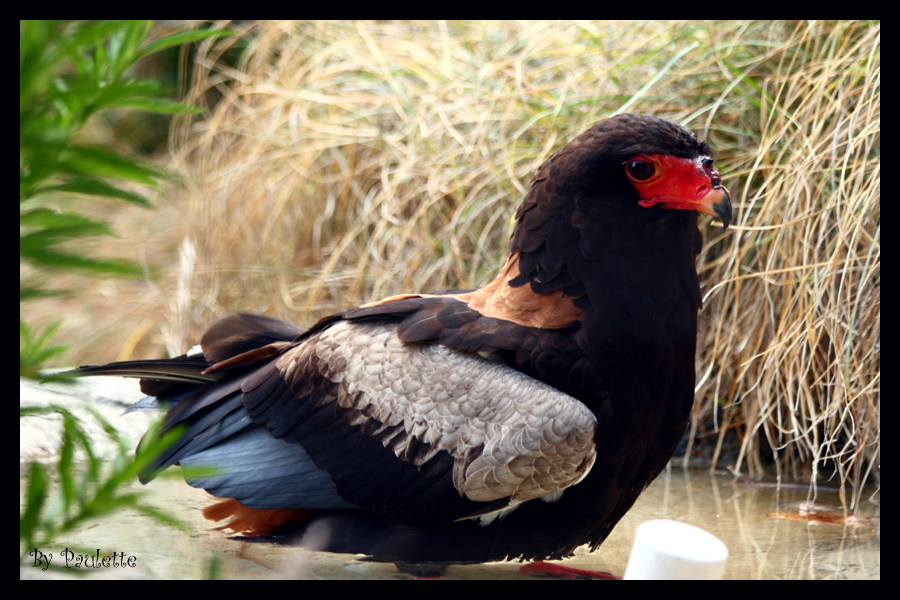 Bateleur Eagle