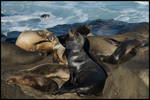 Mom And Tot Sea Lions Singing by shutterbugmom