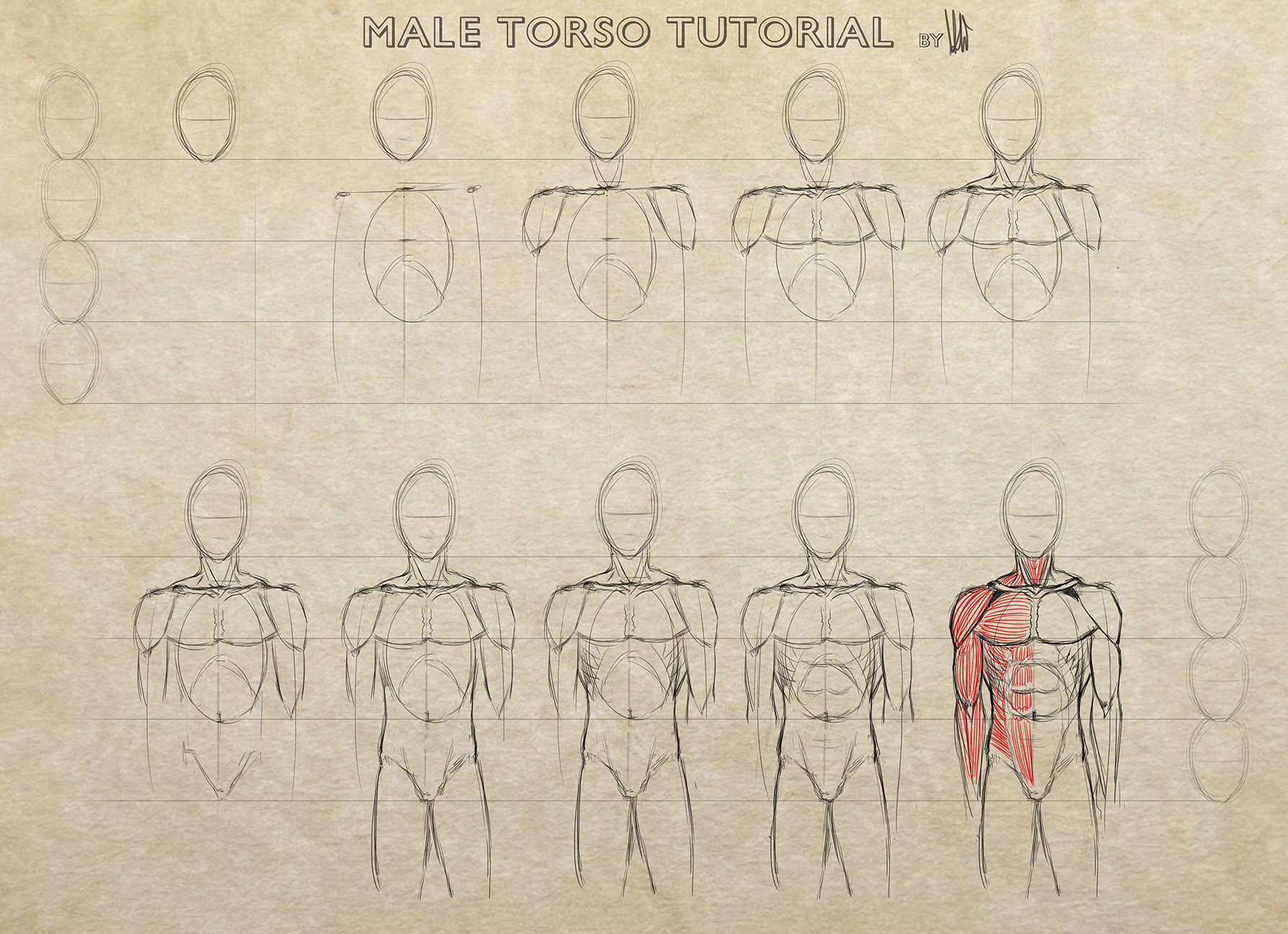 Male Torso Tutorial.