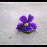 Purple Flower