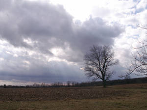 Sky and Tree