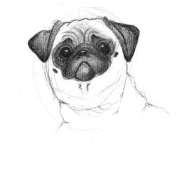 Pug