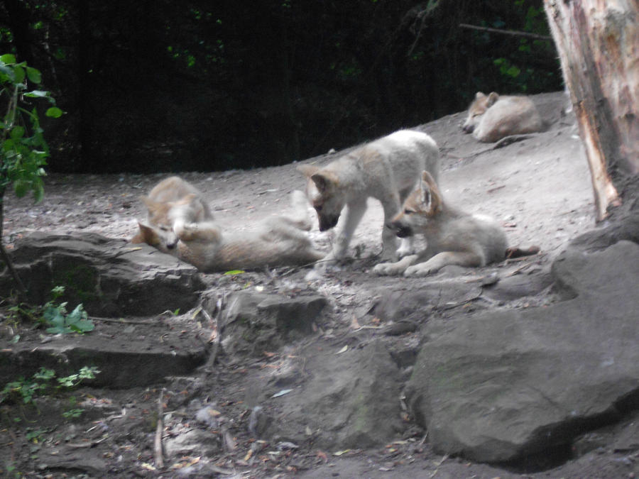 Hudson Bay wolf cubs