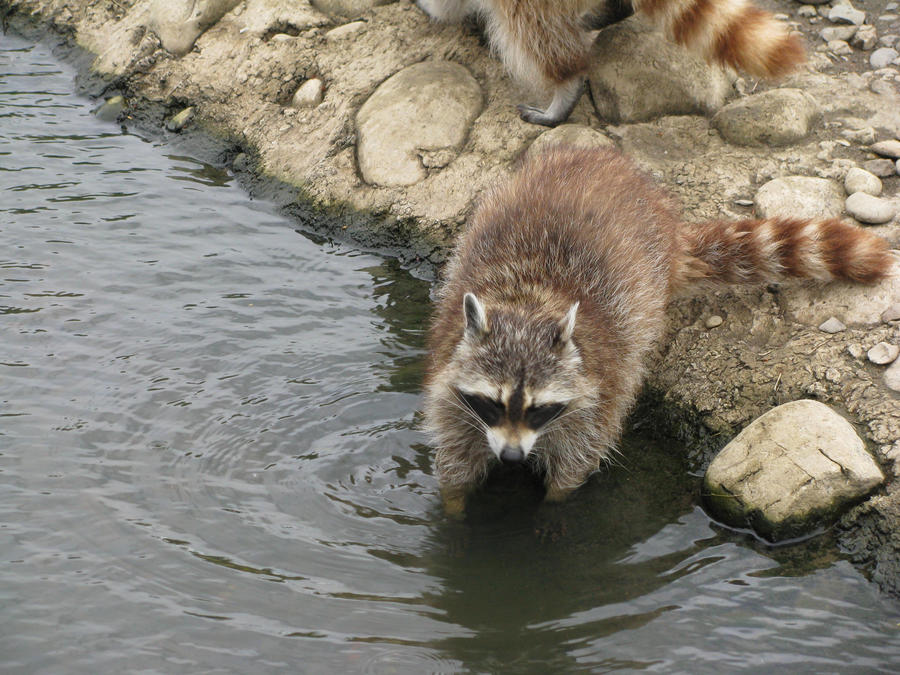 Raccoon