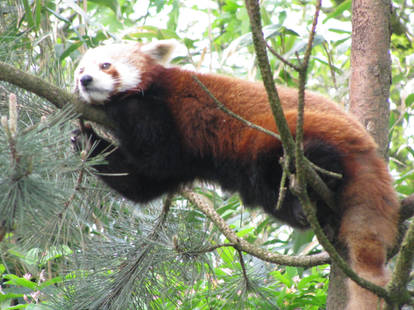 Red Panda