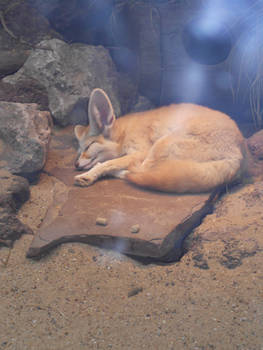 Fennec Fox