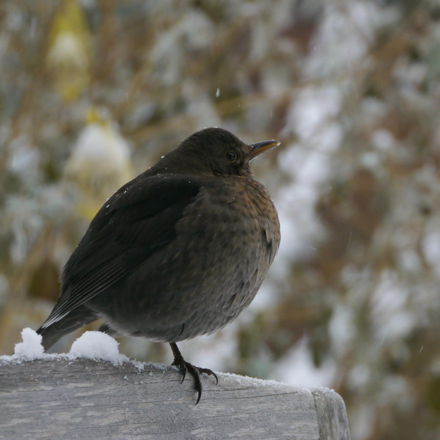 Prancing against the cold