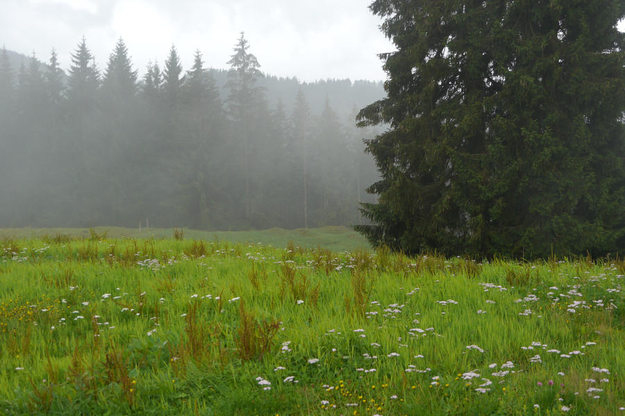 Misty green