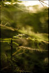 lost in a fern... by FioReLLo