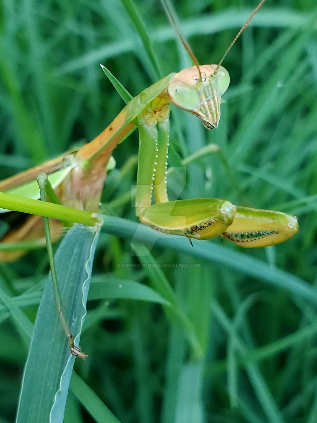 Preying Mantis by Apparition32 on DeviantArt