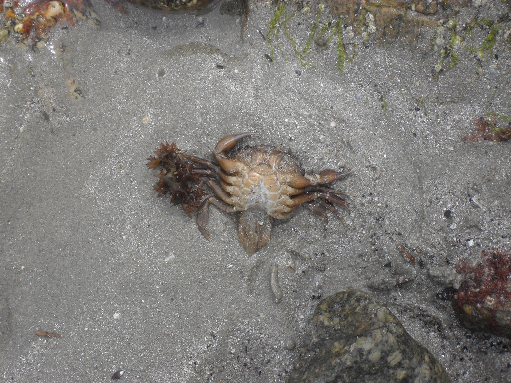 sunbathing crab