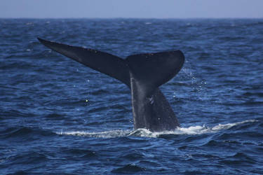 Blue Whale 0830103