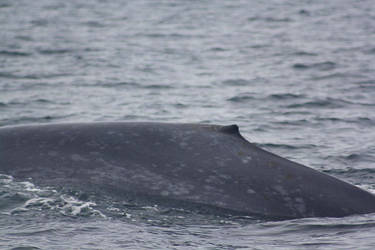 Blue Whale 1022101
