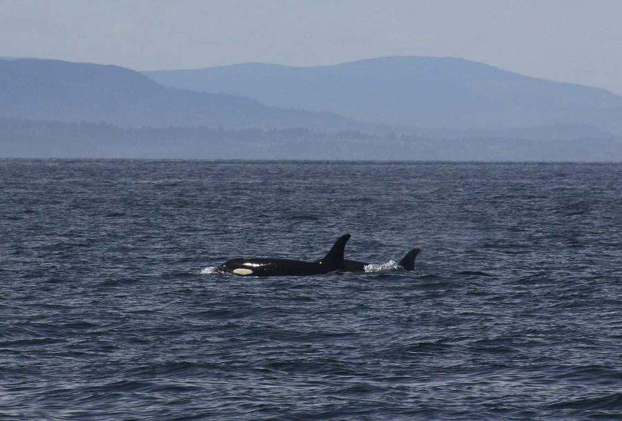 Resident Orca Cows 0504114