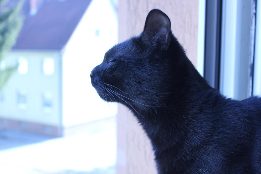 My Cat Lucifer Maine Coon With Short Hair By Doberman4life On
