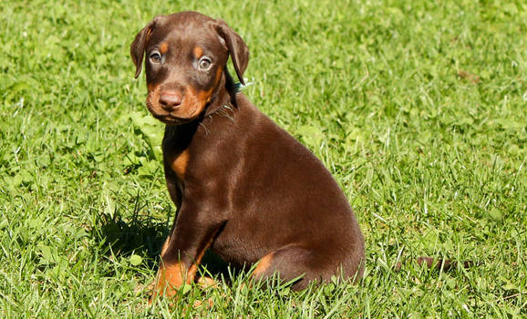 Doberman Puppy