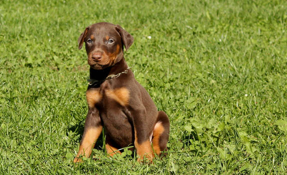 Doberman Puppy