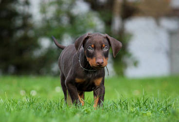 Doberman Puppy