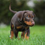 Doberman Puppy