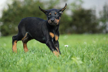 Doberman Puppy