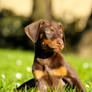 Doberman Puppy