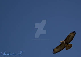 Bussard