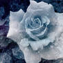 Ice Rose