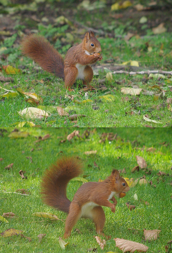 Red Squirrel