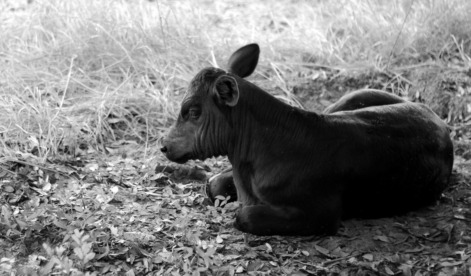 A Beautiful Baby Calf