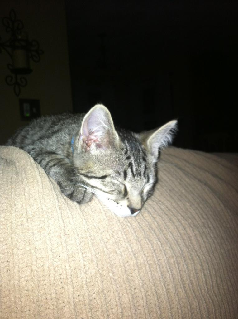 My New Kitten