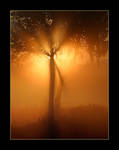 Sunrise behind the tree by NPMonique