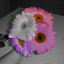 Gerber Daisy