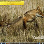 pardus 2008.2 desktop