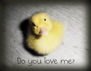 Do you love me?